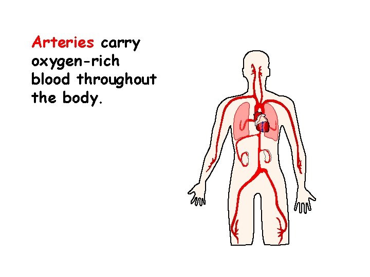 Arteries carry oxygen-rich blood throughout the body. 