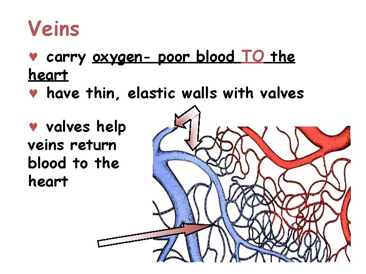 Veins © carry oxygen- poor blood TO the heart © have thin, elastic walls