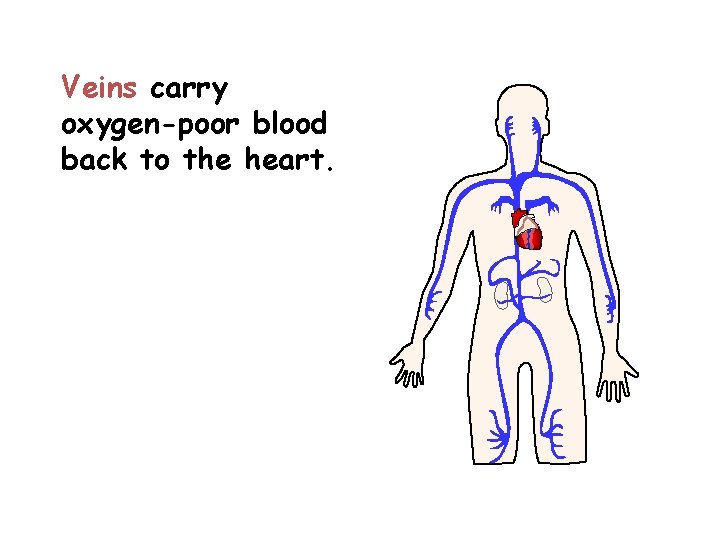 Veins carry oxygen-poor blood back to the heart. 