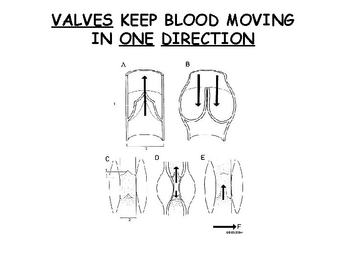 VALVES KEEP BLOOD MOVING IN ONE DIRECTION 