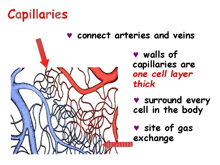 Capillaries © connect arteries and veins © walls of capillaries are one cell layer