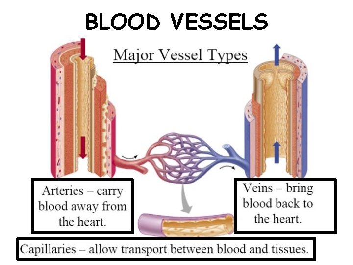 BLOOD VESSELS 