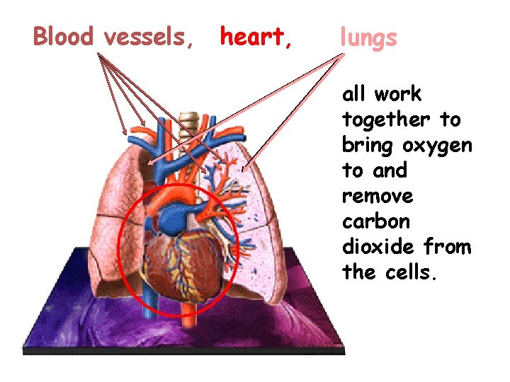 Blood vessels, heart, lungs all work together to bring oxygen to and remove carbon