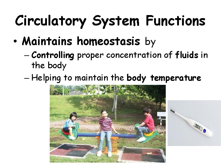 Circulatory System Functions • Maintains homeostasis by – Controlling proper concentration of fluids in