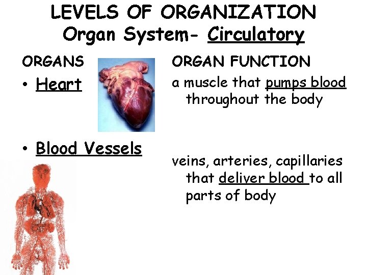 LEVELS OF ORGANIZATION Organ System- Circulatory ORGANS • Heart • Blood Vessels ORGAN FUNCTION