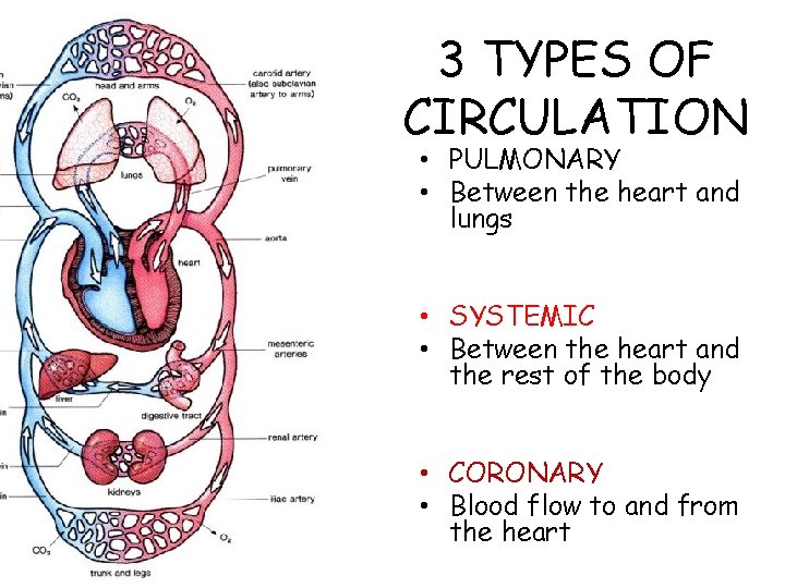 3 TYPES OF CIRCULATION • PULMONARY • Between the heart and lungs • SYSTEMIC