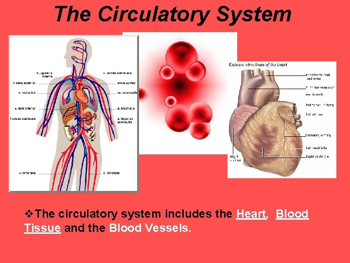 The Circulatory System The circulatory system includes the Heart, Blood Tissue and the Blood