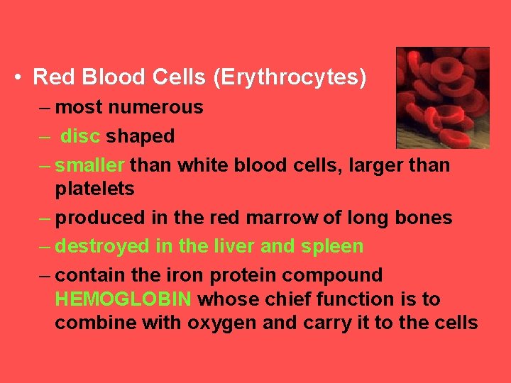  • Red Blood Cells (Erythrocytes) – most numerous – disc shaped – smaller