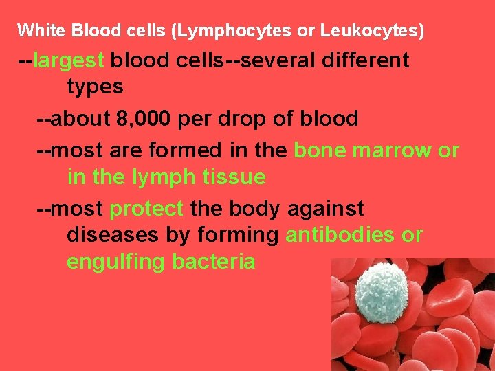 White Blood cells (Lymphocytes or Leukocytes) --largest blood cells--several different types --about 8, 000