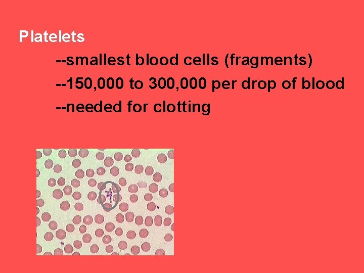 Platelets --smallest blood cells (fragments) --150, 000 to 300, 000 per drop of blood