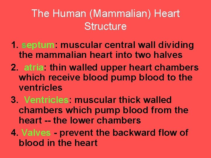 The Human (Mammalian) Heart Structure 1. septum: eptum muscular central wall dividing the mammalian
