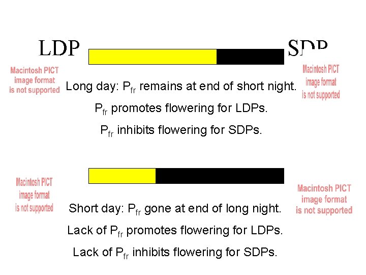 LDP SDP Long day: Pfr remains at end of short night. Pfr promotes flowering