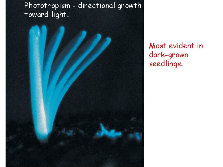 Phototropism - directional growth toward light. Most evident in dark-grown seedlings. 