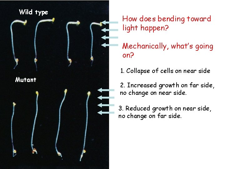 Wild type How does bending toward light happen? Mechanically, what’s going on? 1. Collapse