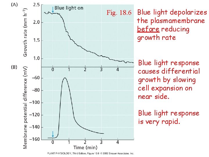 Fig. 18. 6 Blue light depolarizes the plasmamembrane before reducing growth rate Blue light