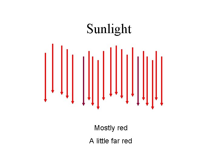 Sunlight Mostly red A little far red 