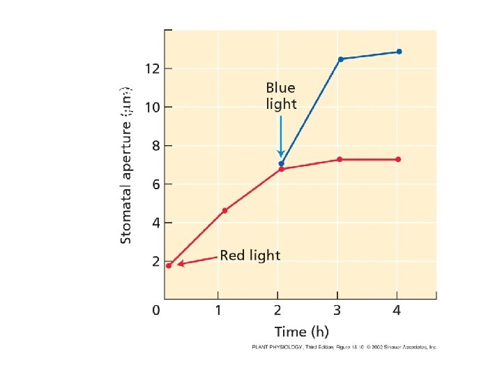 The blue light effect is not due to increased photosynthesis 