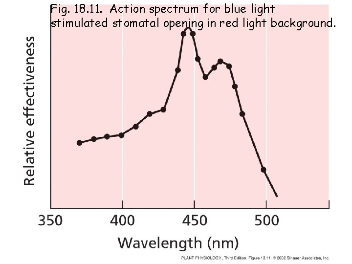 Fig. 18. 11. Action spectrum for blue light stimulated stomatal opening in red light