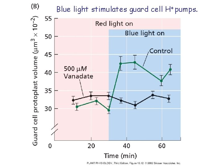 Blue light stimulates guard cell H+ pumps. 