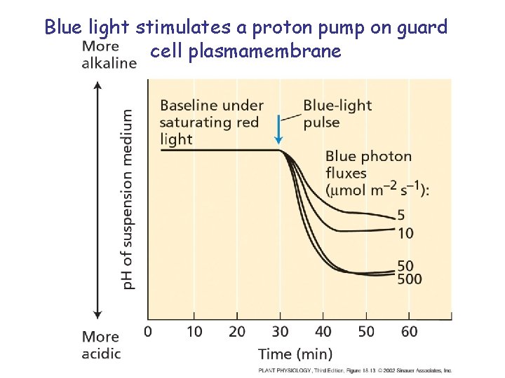 Blue light stimulates a proton pump on guard cell plasmamembrane 