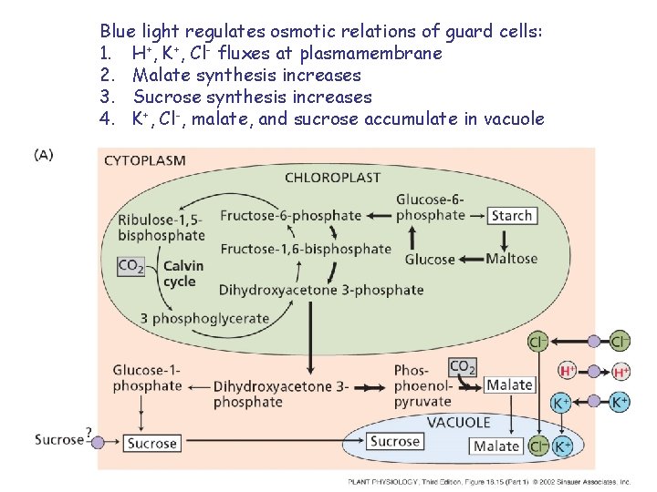 Blue light regulates osmotic relations of guard cells: 1. H+, K+, Cl- fluxes at