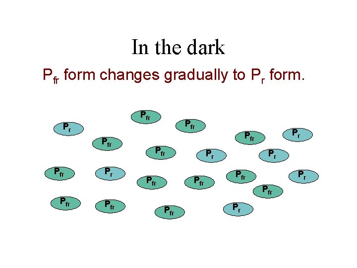 In the dark Pfr form changes gradually to Pr form. Prfr Pfr Pfr Prfr