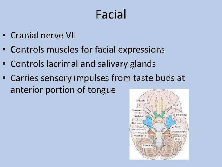 Facial • • Cranial nerve VII Controls muscles for facial expressions Controls lacrimal and