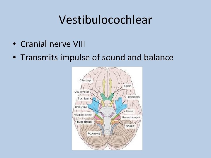 Vestibulocochlear • Cranial nerve VIII • Transmits impulse of sound and balance 