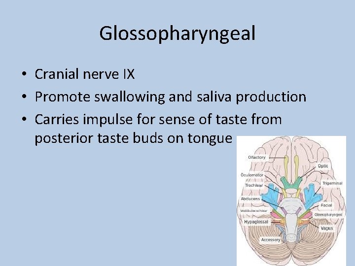 Glossopharyngeal • Cranial nerve IX • Promote swallowing and saliva production • Carries impulse