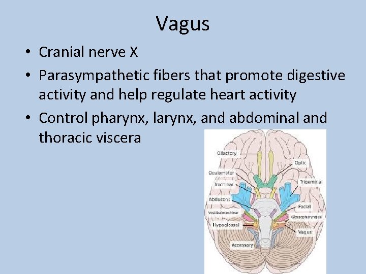 Vagus • Cranial nerve X • Parasympathetic fibers that promote digestive activity and help