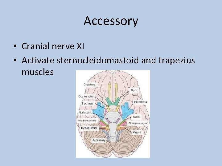 Accessory • Cranial nerve XI • Activate sternocleidomastoid and trapezius muscles 