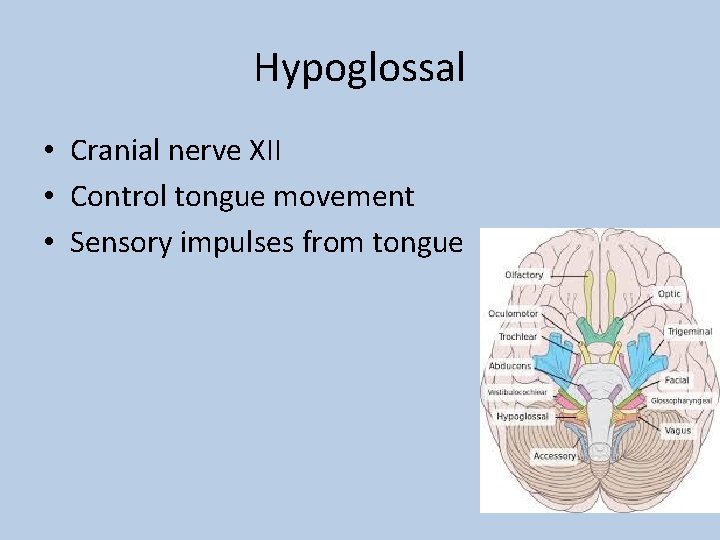 Hypoglossal • Cranial nerve XII • Control tongue movement • Sensory impulses from tongue