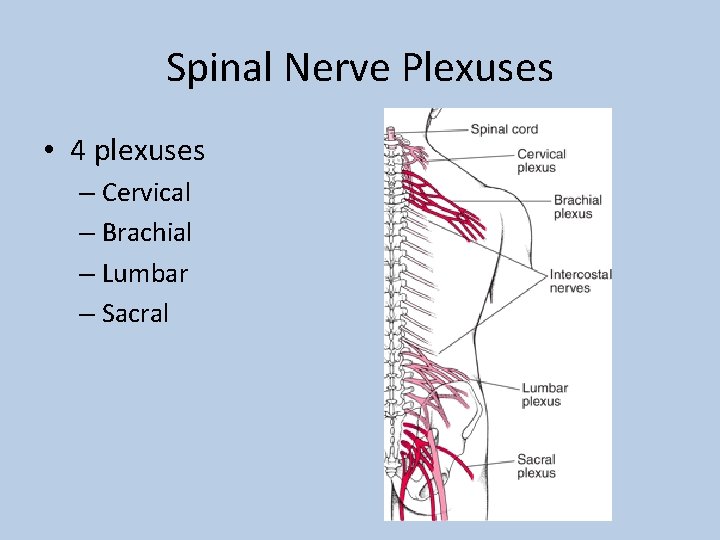 Spinal Nerve Plexuses • 4 plexuses – Cervical – Brachial – Lumbar – Sacral