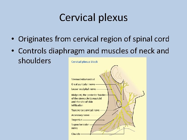 Cervical plexus • Originates from cervical region of spinal cord • Controls diaphragm and