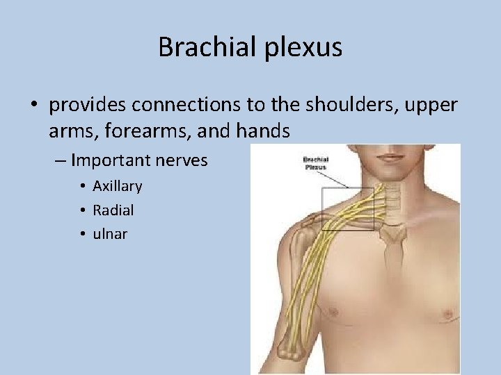 Brachial plexus • provides connections to the shoulders, upper arms, forearms, and hands –