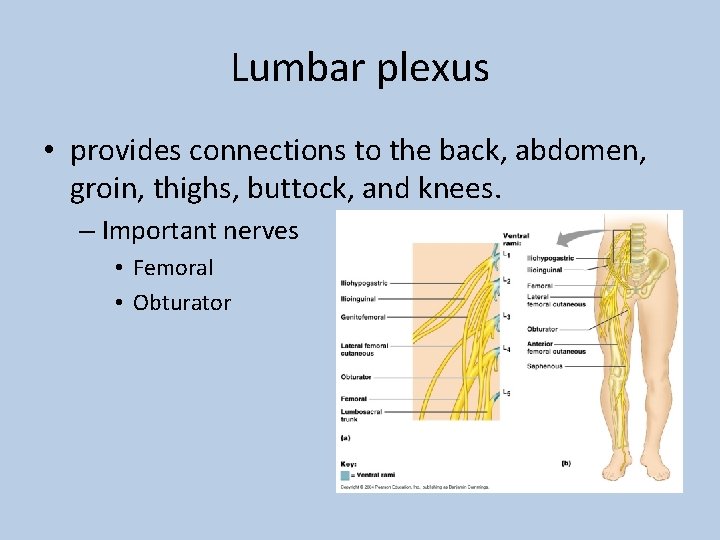 Lumbar plexus • provides connections to the back, abdomen, groin, thighs, buttock, and knees.