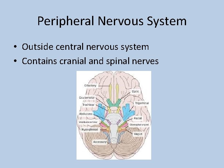 Peripheral Nervous System • Outside central nervous system • Contains cranial and spinal nerves