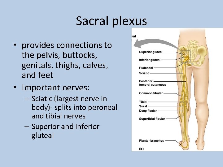 Sacral plexus • provides connections to the pelvis, buttocks, genitals, thighs, calves, and feet
