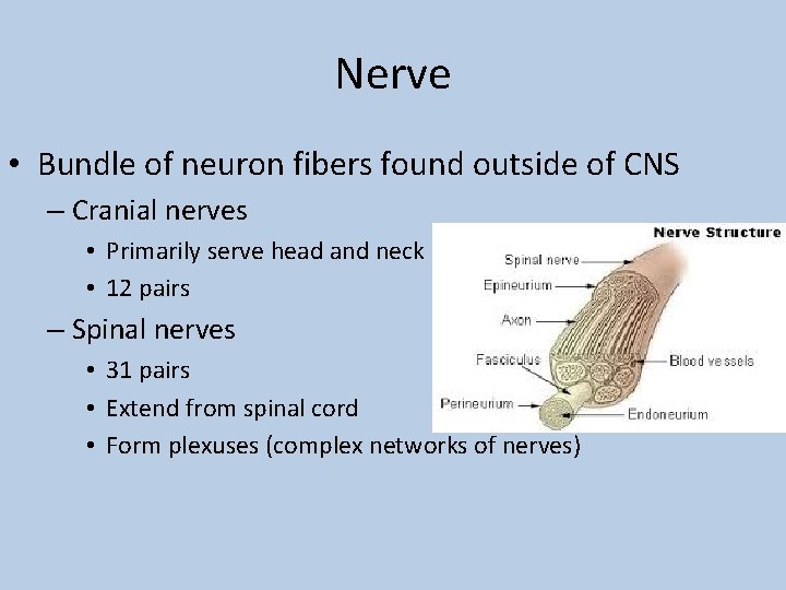 Nerve • Bundle of neuron fibers found outside of CNS – Cranial nerves •