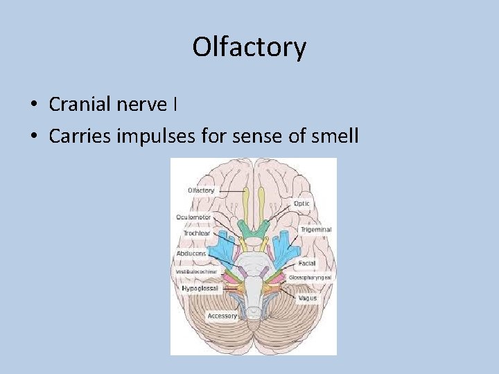 Olfactory • Cranial nerve I • Carries impulses for sense of smell 