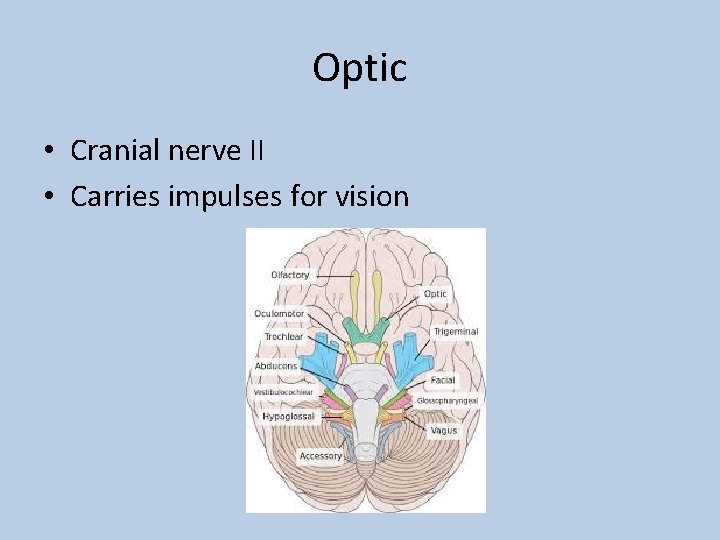 Optic • Cranial nerve II • Carries impulses for vision 
