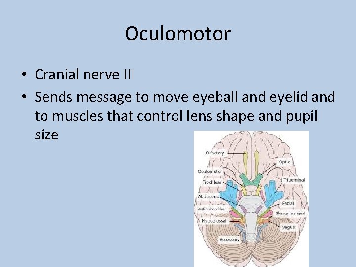 Oculomotor • Cranial nerve III • Sends message to move eyeball and eyelid and