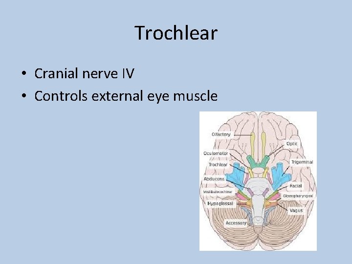 Trochlear • Cranial nerve IV • Controls external eye muscle 