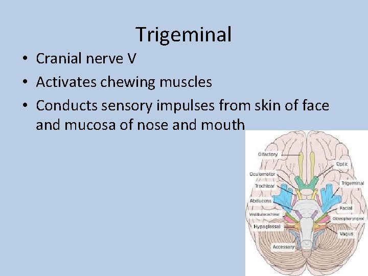 Trigeminal • Cranial nerve V • Activates chewing muscles • Conducts sensory impulses from