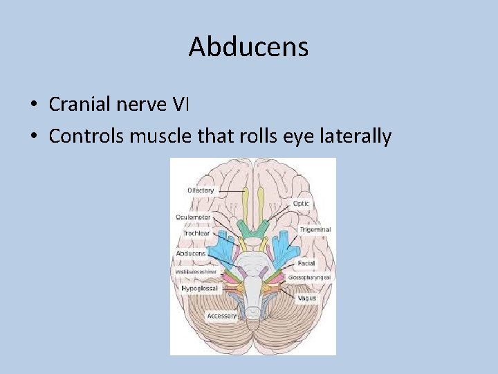 Abducens • Cranial nerve VI • Controls muscle that rolls eye laterally 