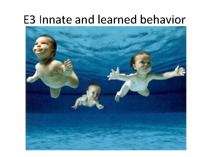 E 3 Innate and learned behavior 