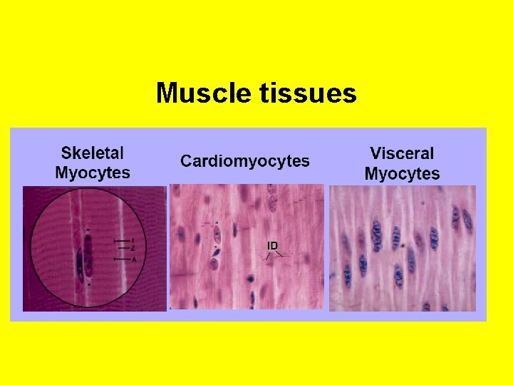 Muscle tissues 