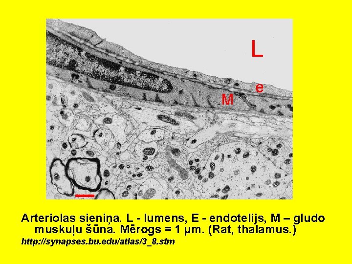 Arteriolas sieniņa. L - lumens, E - endotelijs, M – gludo muskuļu šūna. Mērogs