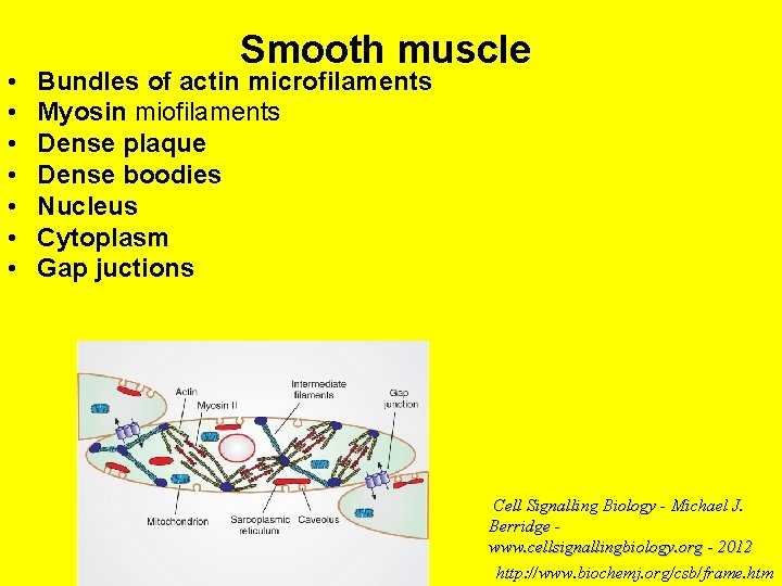 • • Smooth muscle Bundles of actin microfilaments Myosin miofilaments Dense plaque Dense