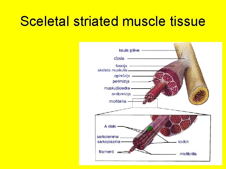 Sceletal striated muscle tissue 